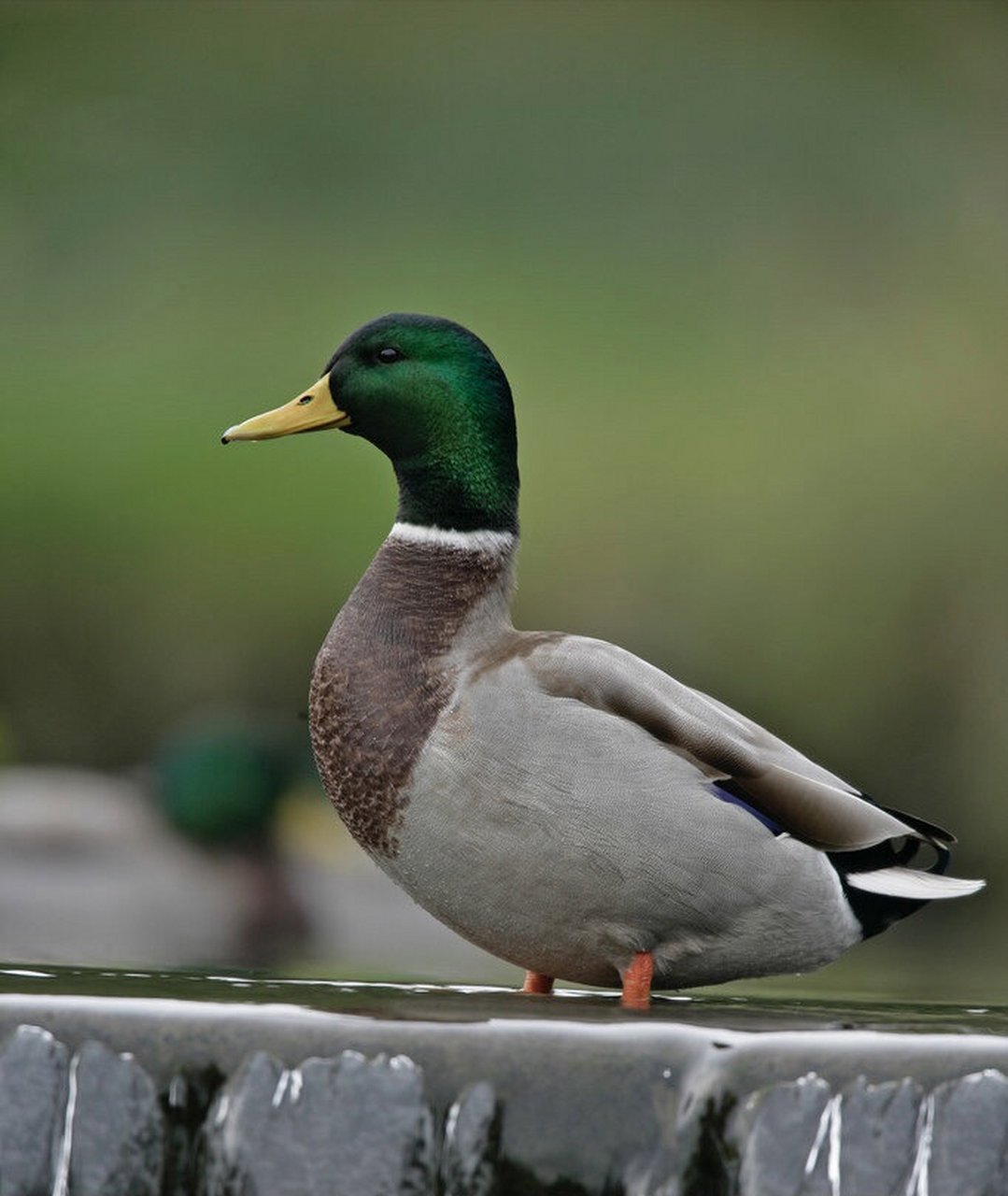 野生动物# 家里买了这种绿头野鸭还是雏鸭来吃,特别小的一只,听说