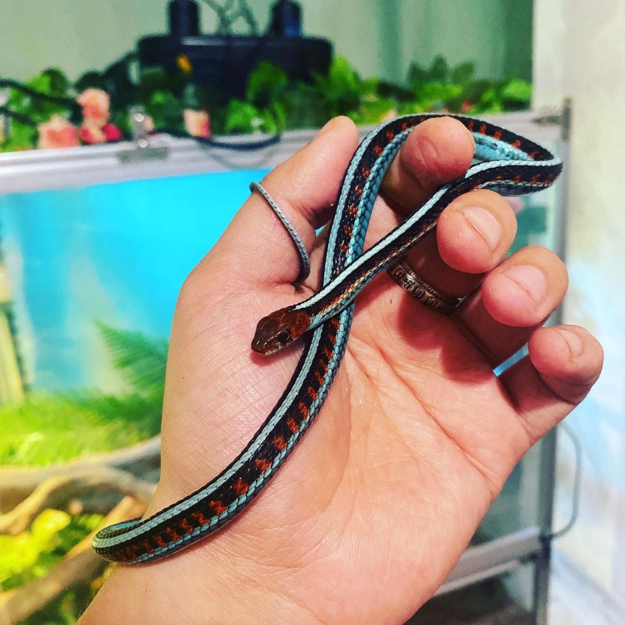 加利福尼亚束带蛇