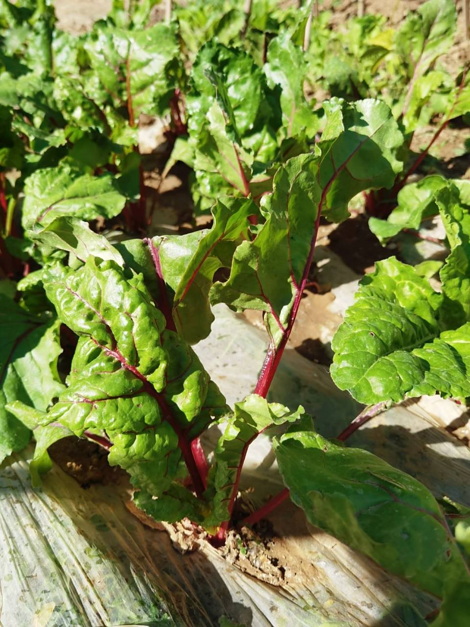 夏天的第一把根达菜 这个菜的名字,通过买种子才知道的.