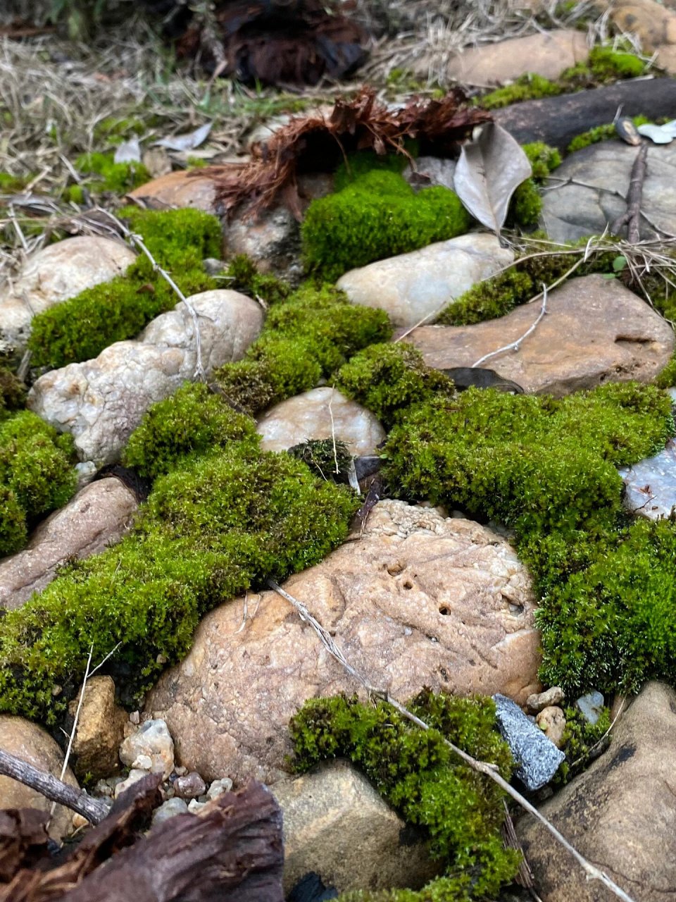野外苔藓图鉴—朵朵藓 朵朵藓 又名银叶真藓 在户外最为常见的,生命力