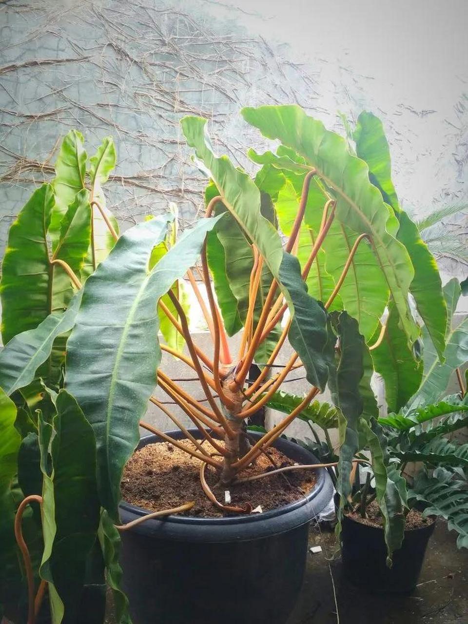 东南亚植物,有没有心动