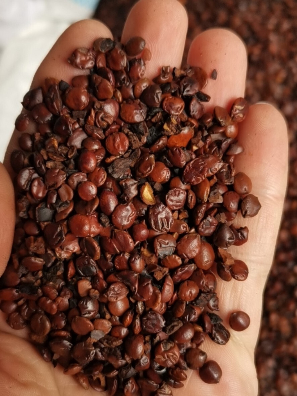 中药小常识:炒酸枣仁 酸枣仁是野生植物酸枣果实中种子的种仁,是一种