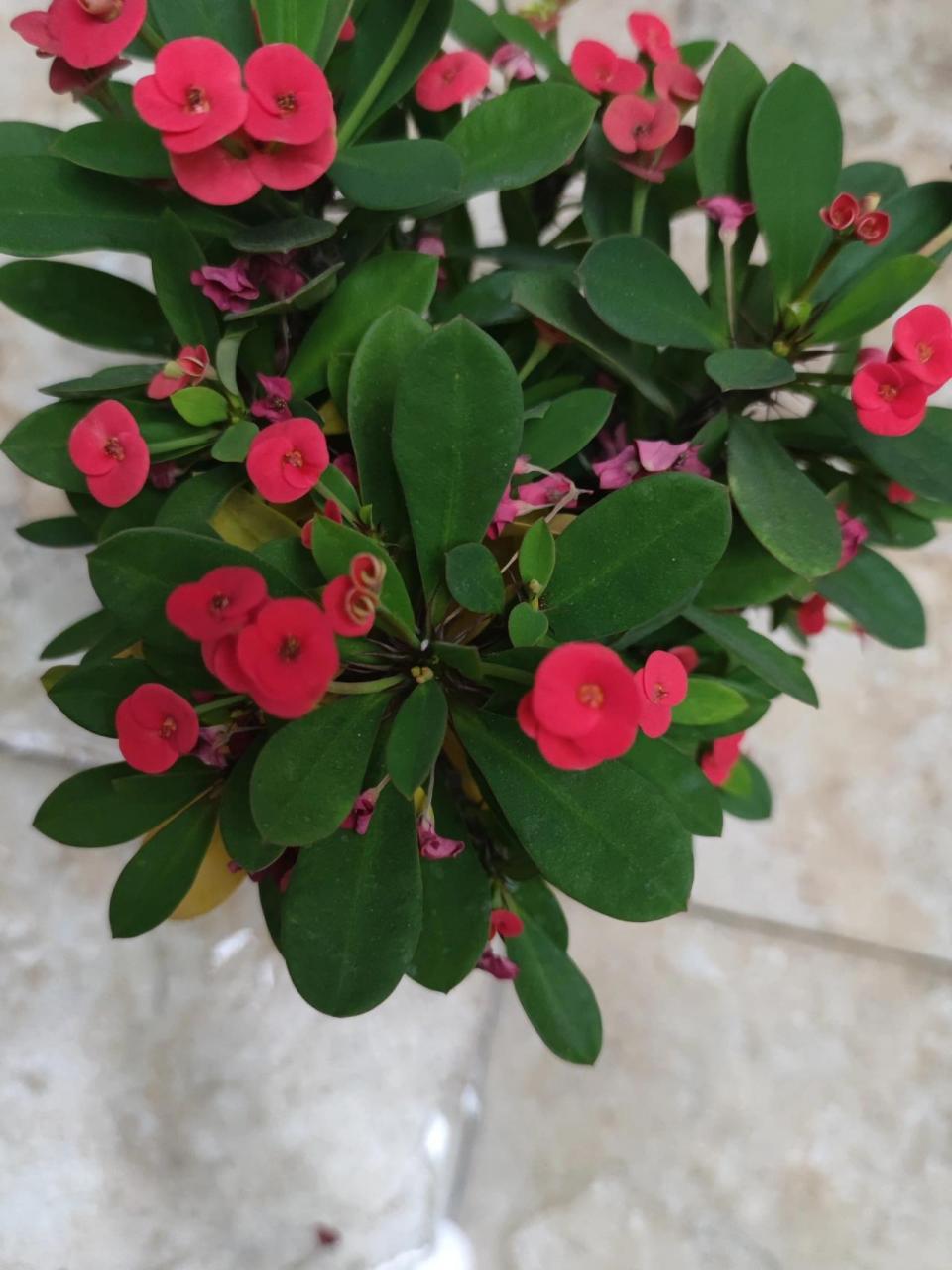 虎刺梅叶子发黄怎么办 突然发现虎刺梅叶子黄了好多,坐标北方,一直