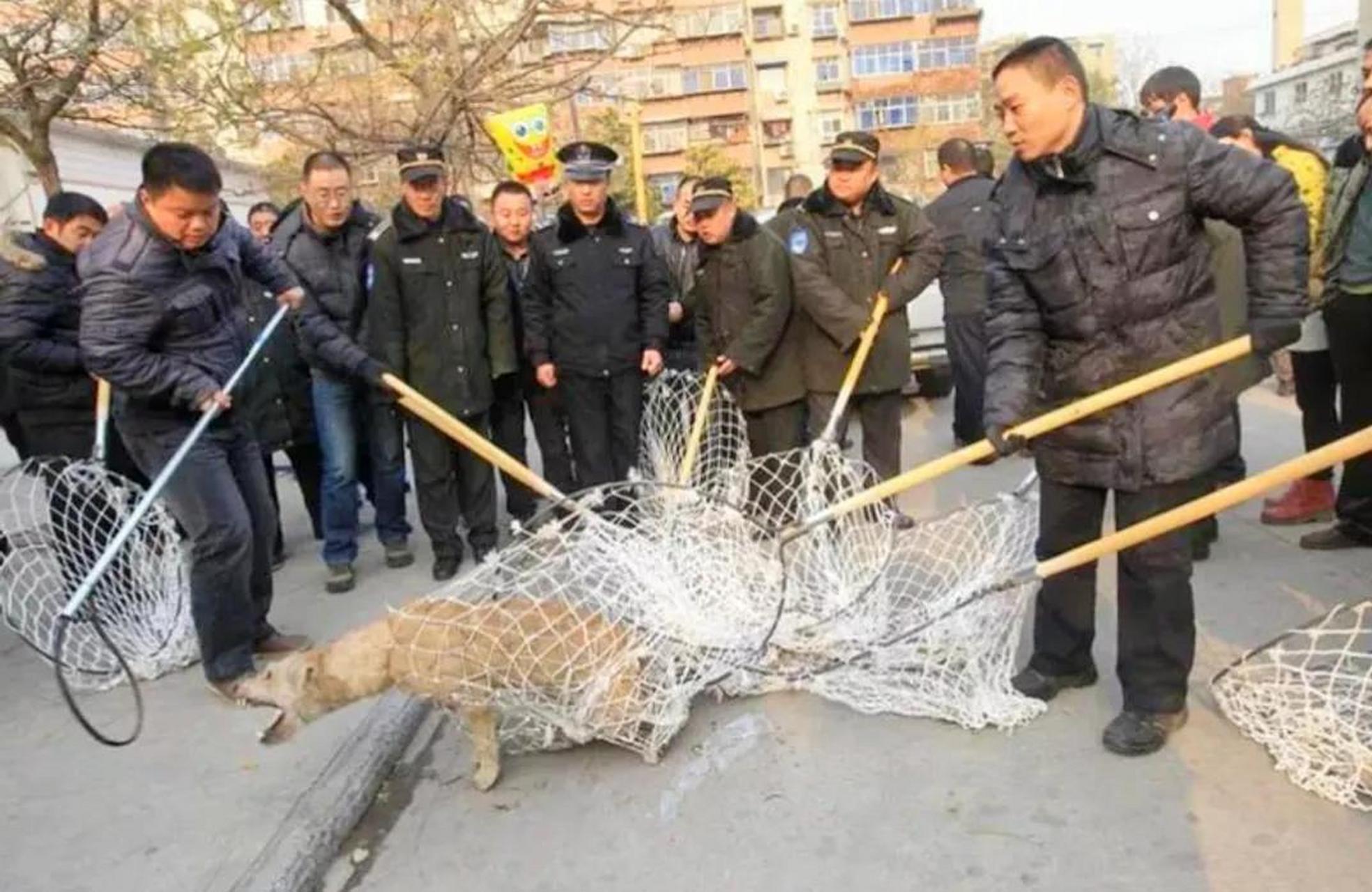 流浪藏獒袭击野生动物图片