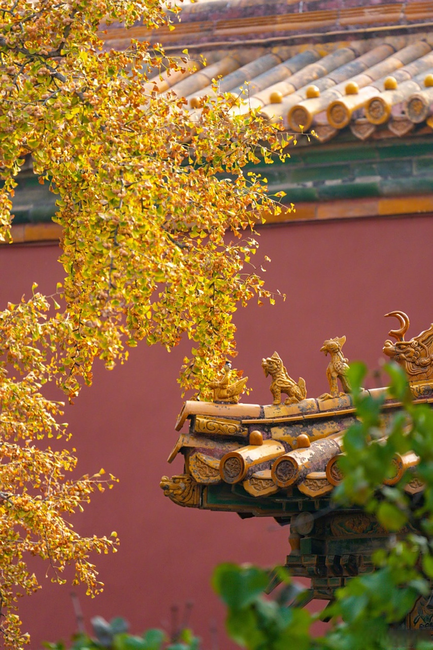 故宫延禧宫,红墙黄瓦和满树金黄同框,金灿灿的银杏叶点缀故宫秋色