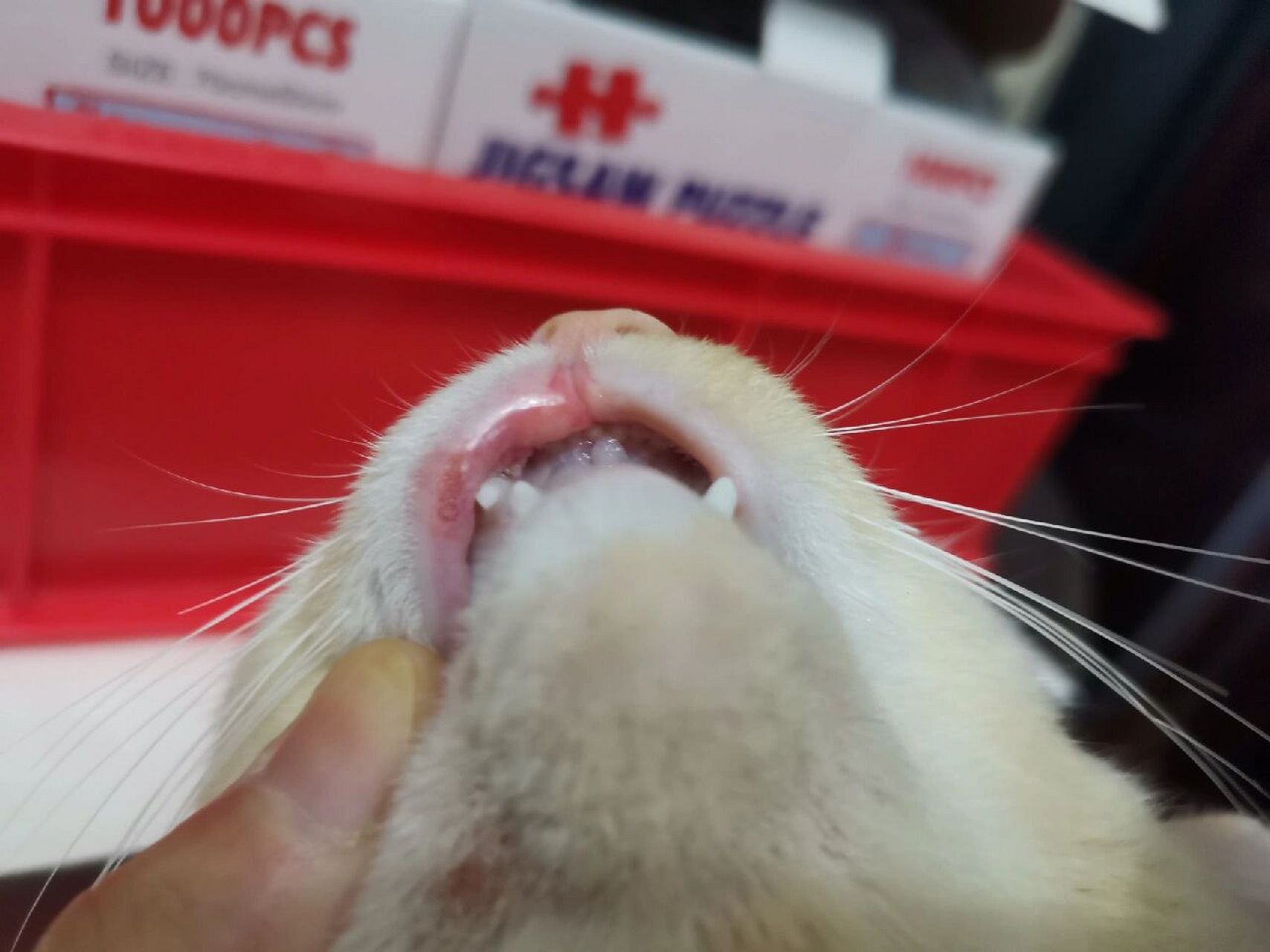 这是不是小猫咪的口腔溃疡,两三天了,酒精消毒涂了红霉素眼药膏,没啥