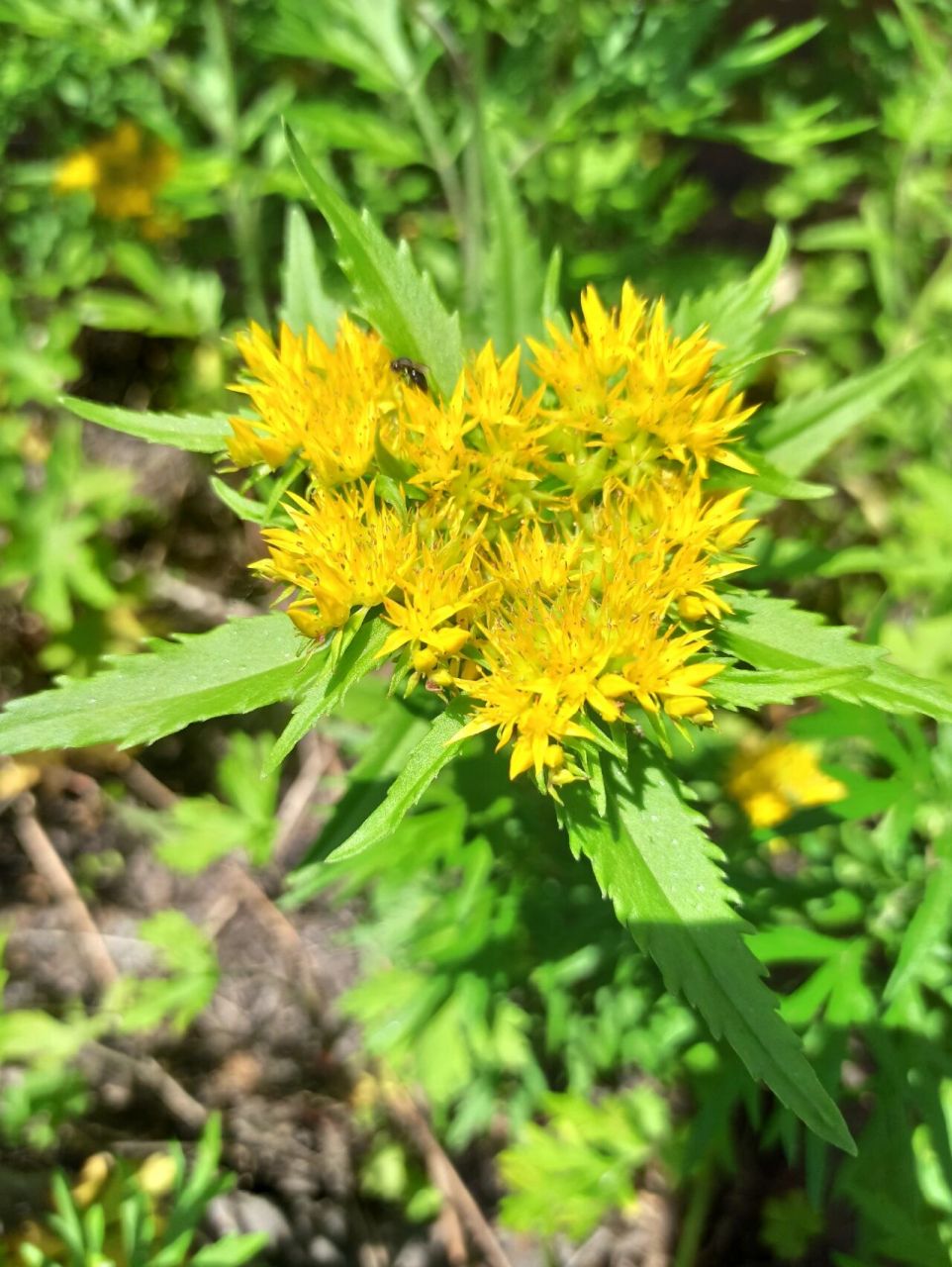 东北野草花(四十九)费菜 景天科费菜属多年生肉质草本植物.