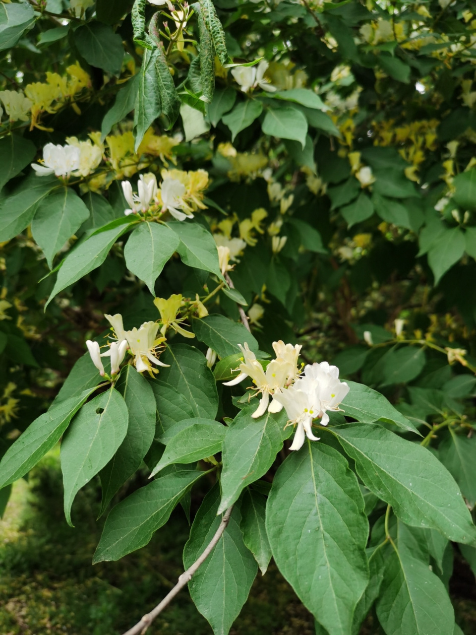 长的像金银花的形状. 图三图四是香樟树开花了么?