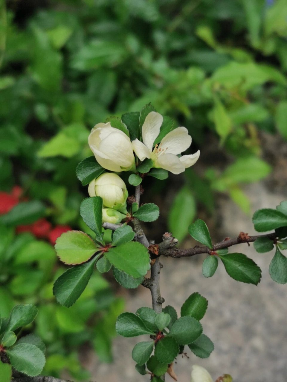 93优雅的白花长寿梅93 长寿梅作为盆景的优良品种,能开花能结果