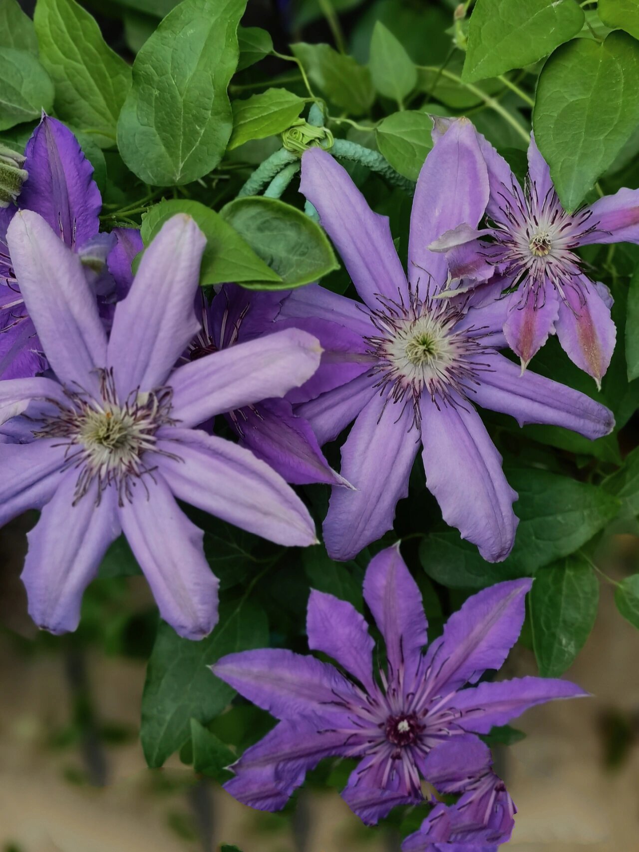 铁线莲~塞尚 去年五一花友给的一棵一加仑苗,因为我很少管理它,所以