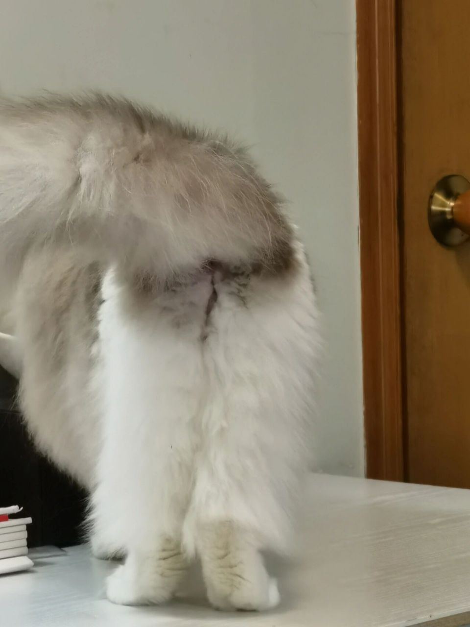 给大家欣赏一下干净的皮燕子 干净清爽