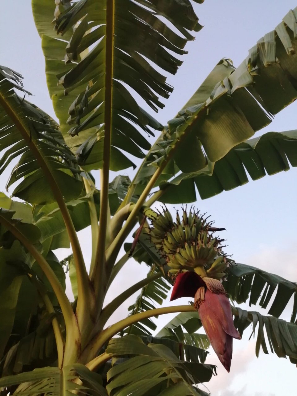 芭蕉 芭蕉(学名:musa basjoo siebold)是芭蕉科,芭蕉属多年生草本植物