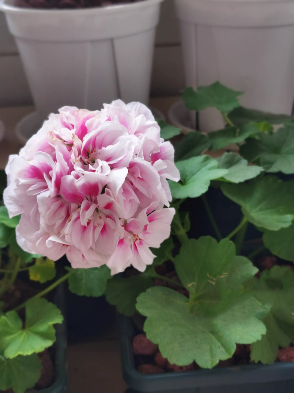 直立天竺葵～雪糕