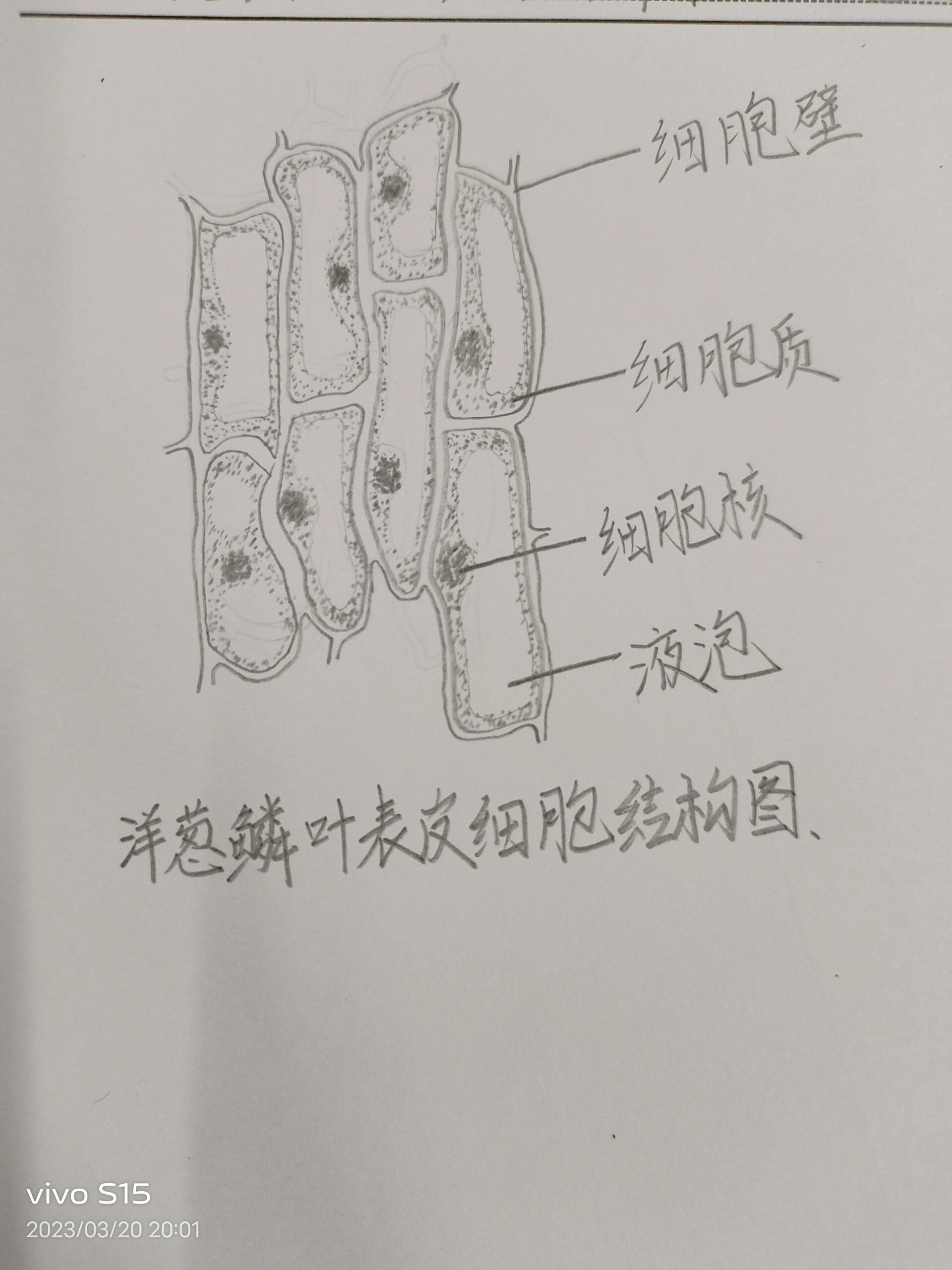 洋葱鳞叶表皮细胞