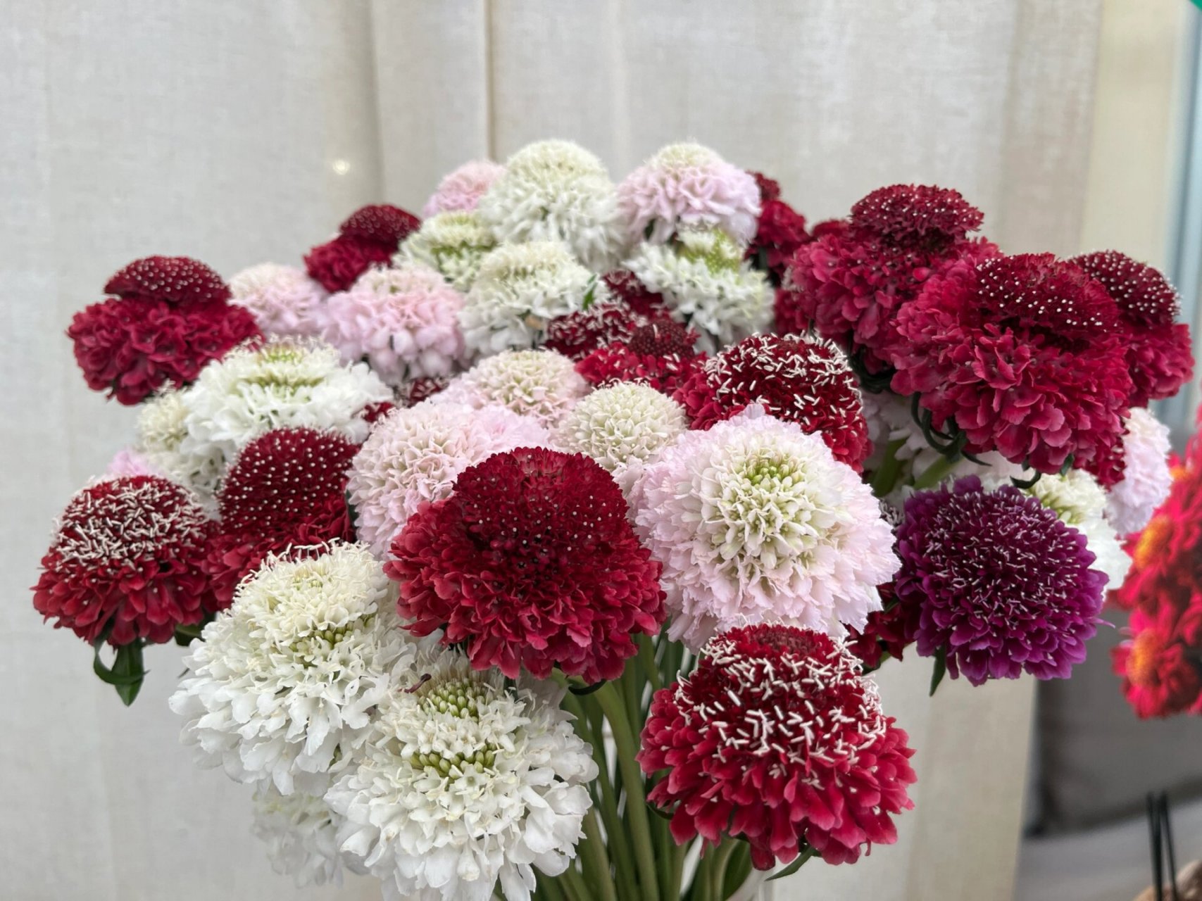 松虫草-被名字耽误的高级切花 松虫草,拉丁学名 scabiosa atropurea.