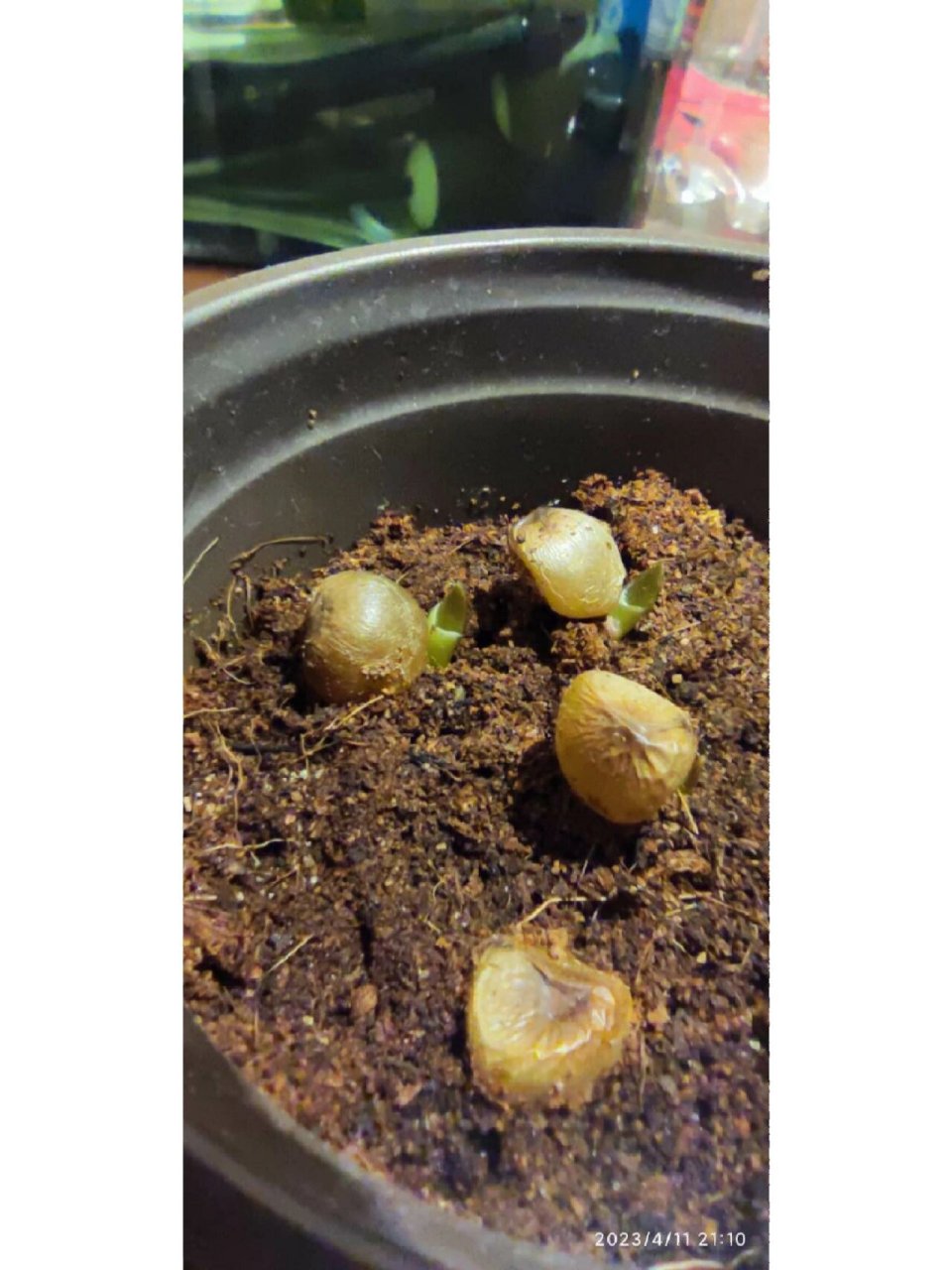 君子兰种子发芽了 君子兰种子真的发芽了,还长出了小叶子,真的很神奇