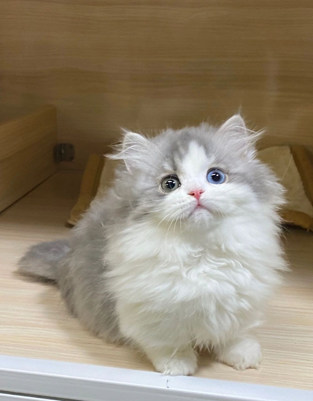 你的眼睛好漂亮呀 异瞳蓝白拿破仑矮脚猫 是蓝虎斑加白色哦 这个色鲜