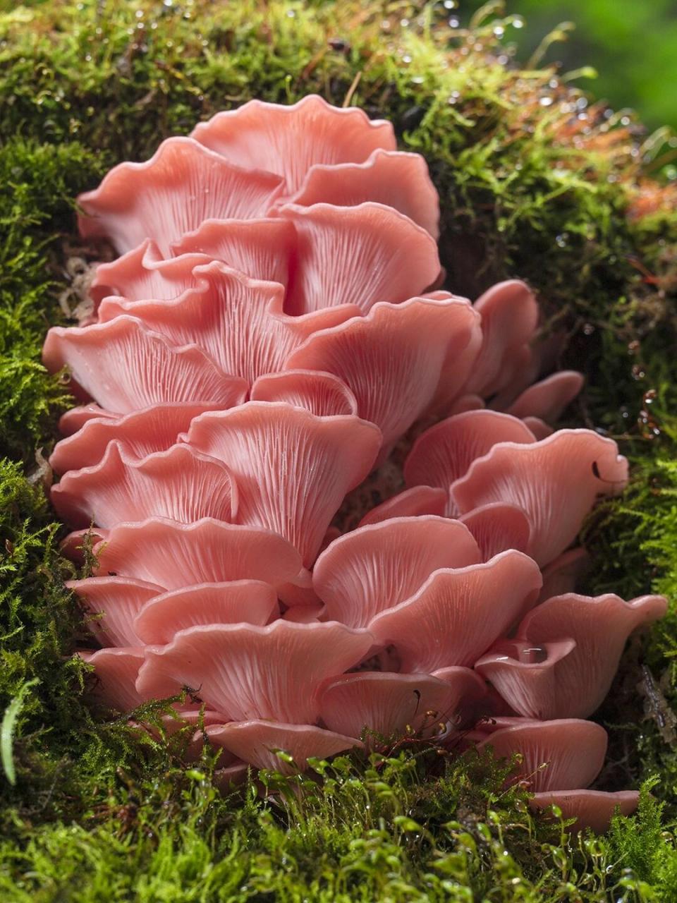 每日一菇14:"蜜桃乌龙"桃红侧耳 93中文名:桃红侧耳,桃红平菇,红