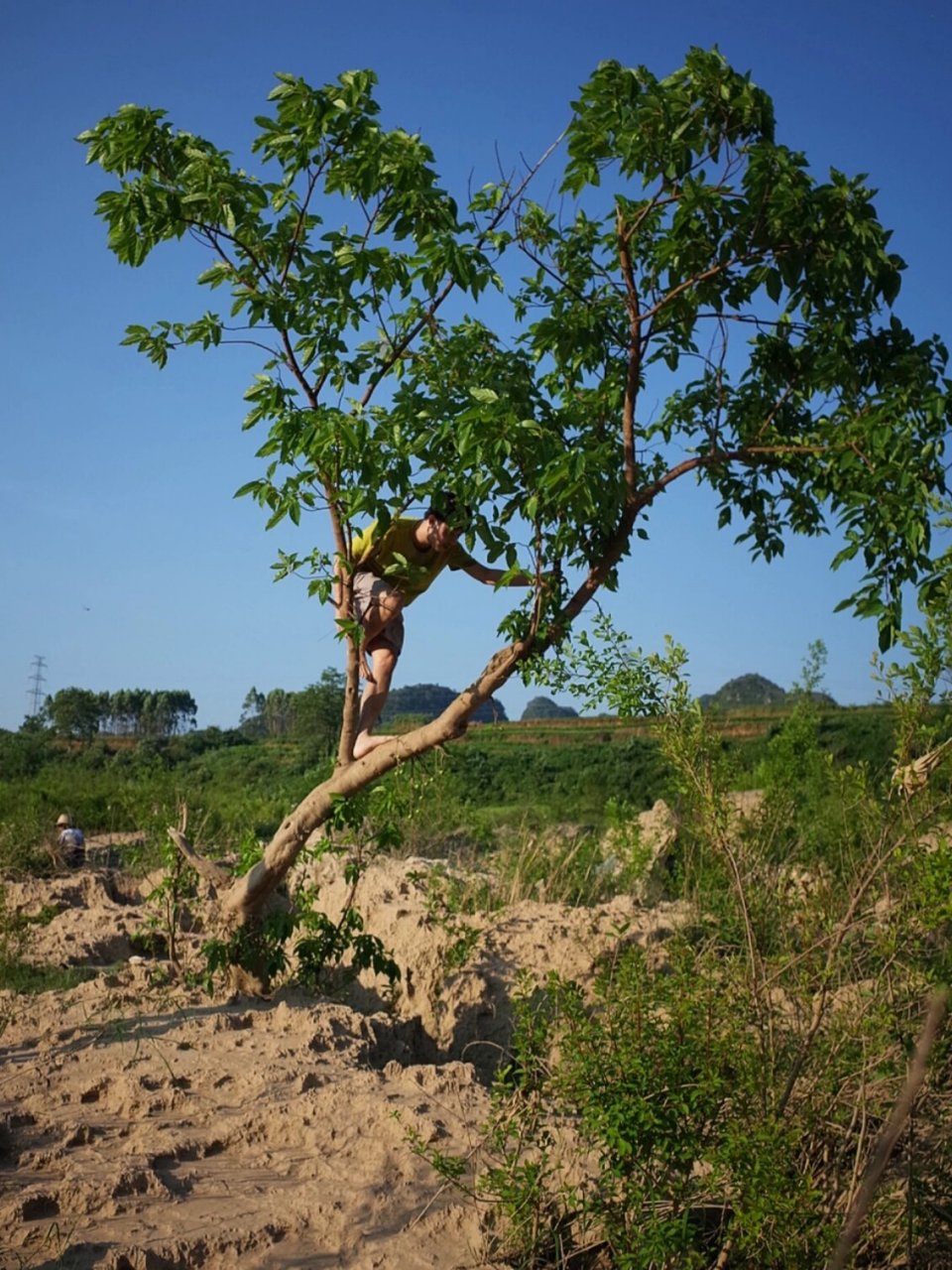 爬树的技巧是什么? 1,首先向上爬.