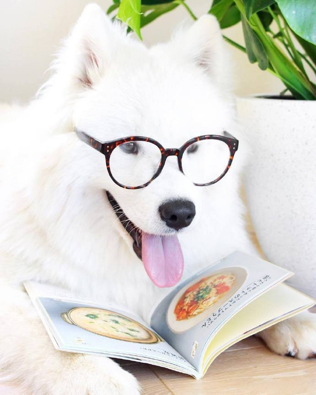 萨摩耶,原是西伯利亚的原住民萨摩耶族培育出的犬种,一岁前调皮,灵动.