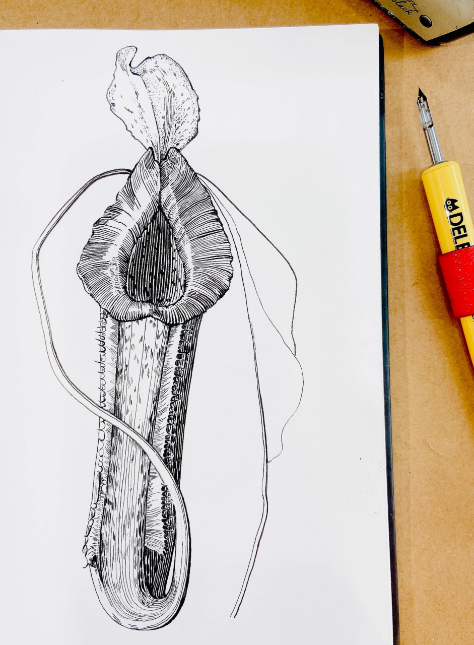 钢笔画练习|猪笼草