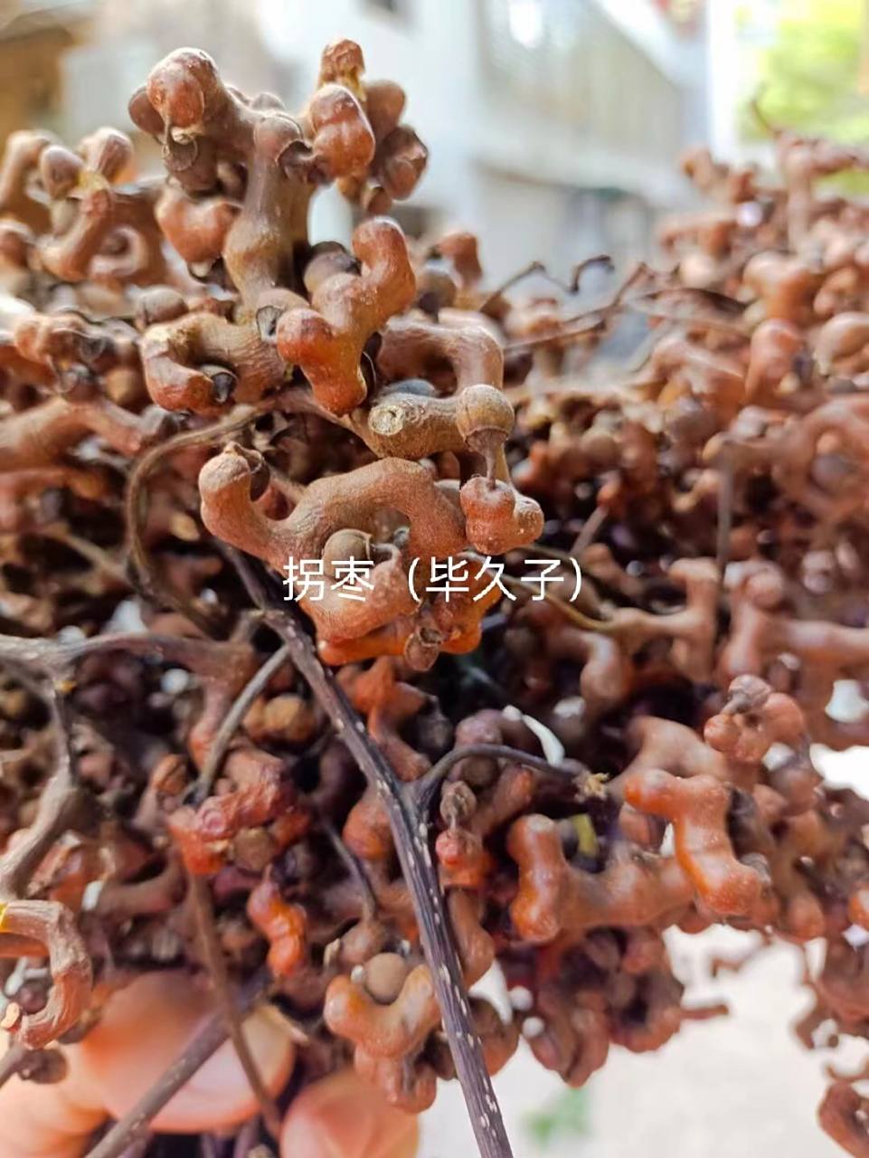 散瘀,去湿,平喘,止渴除烦,去膈止热,润五脏,利大小便万寿果泡酒95