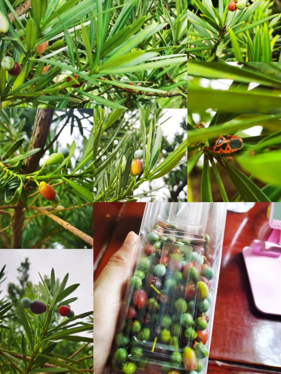 罗汉松果 自家花坛里养了十多年的罗汉松,今天才知道原来这个果子红色
