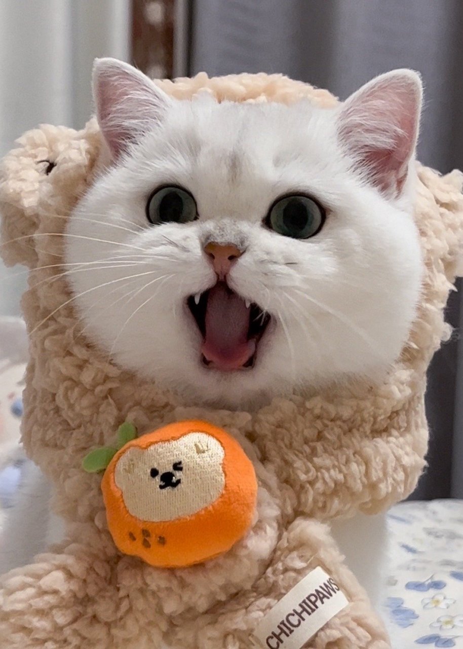 露虎牙的小猫猫也太可爱了吧[舔屏]