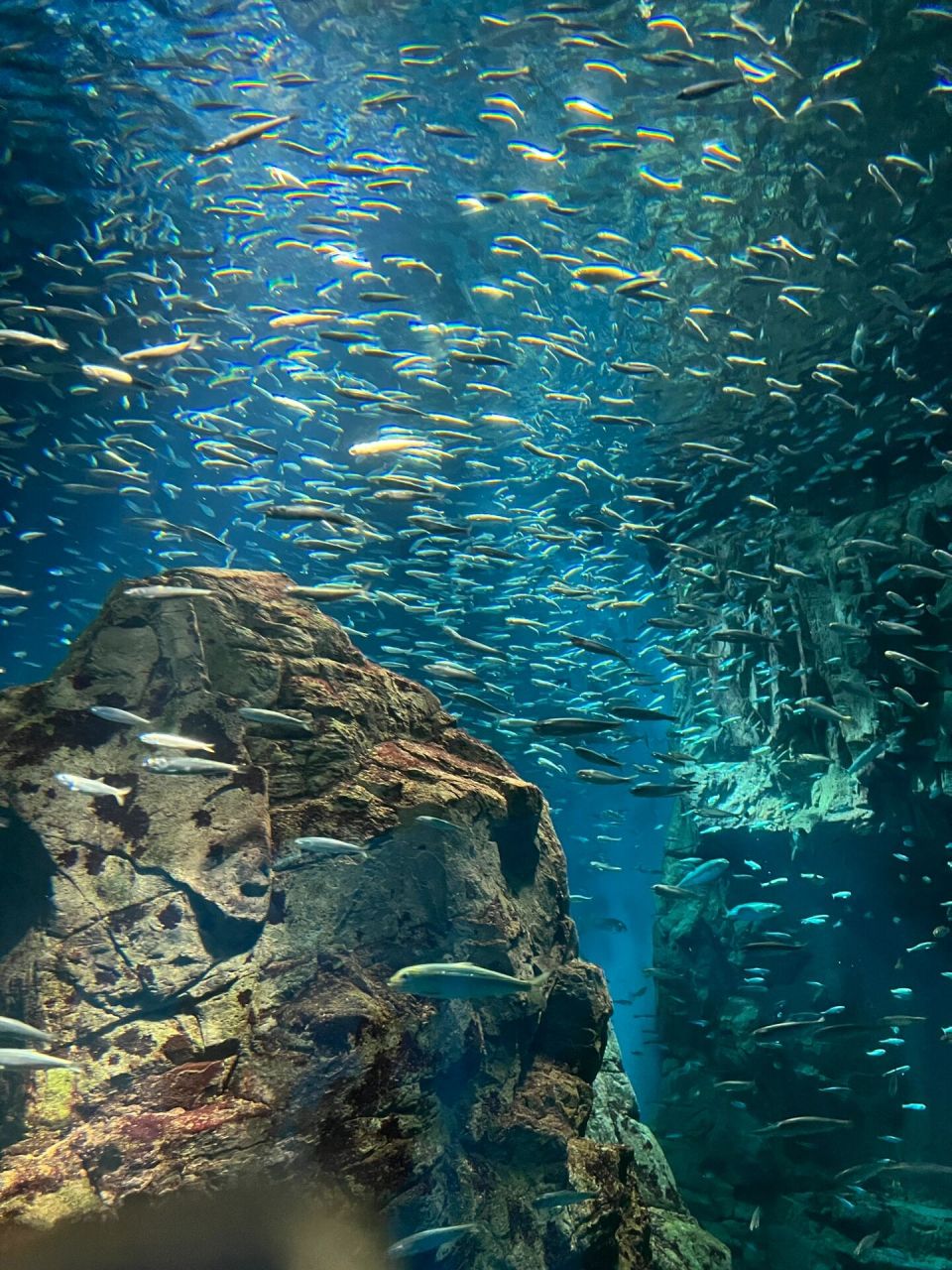 大阪|海游馆 世界最大级别的水族馆 像做了一场蓝色的瑰丽的梦 前一天