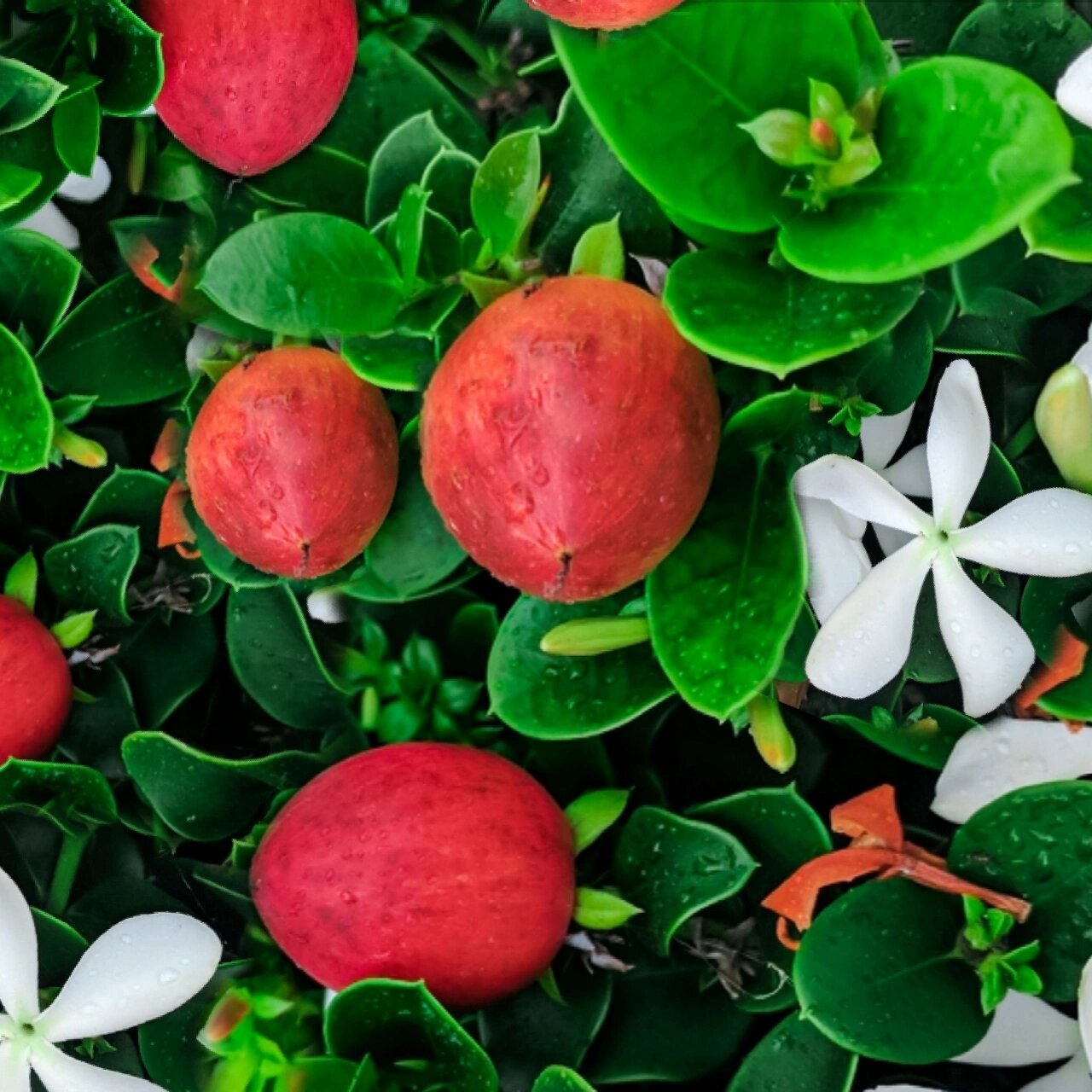 观花赏叶闻香还可食果的大花铁茉莉 !