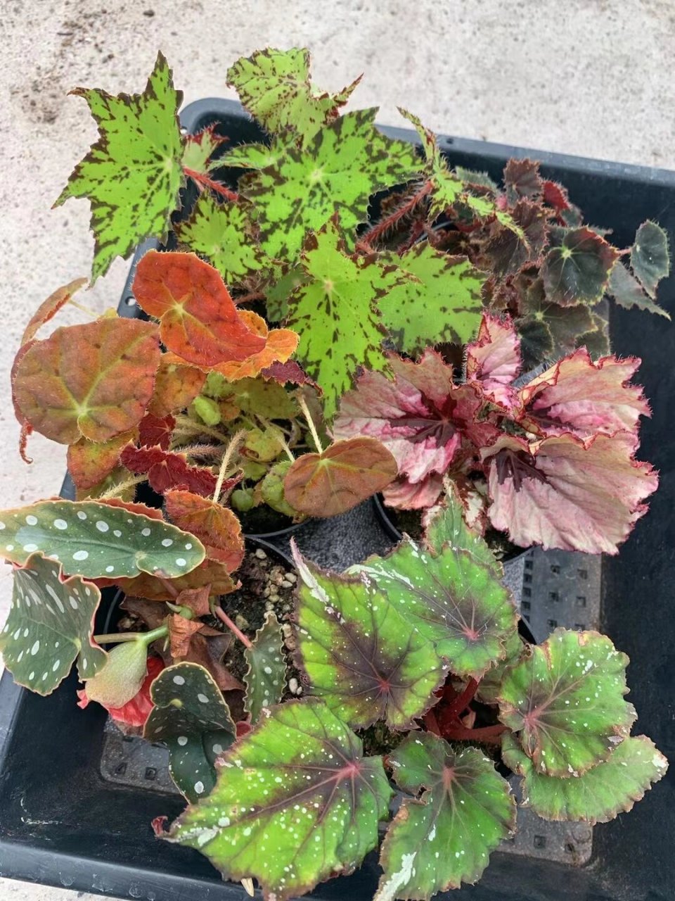 观叶秋海棠的养护方法,纯干货分享 观叶海棠又名彩叶秋海棠,蟆叶秋