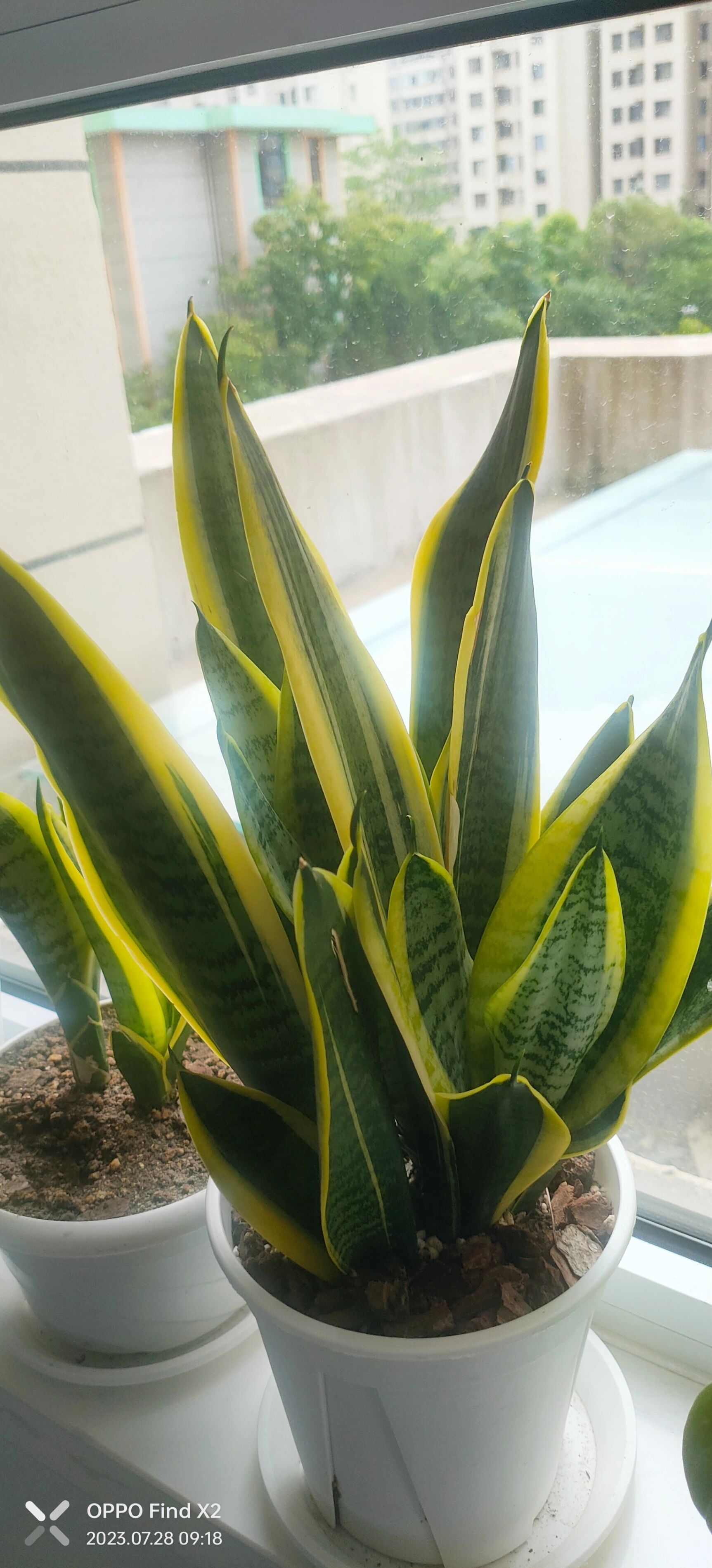 金边虎皮兰和矮脚虎皮兰怎么样爆小崽 万物不离其宗就是光,水,土,气