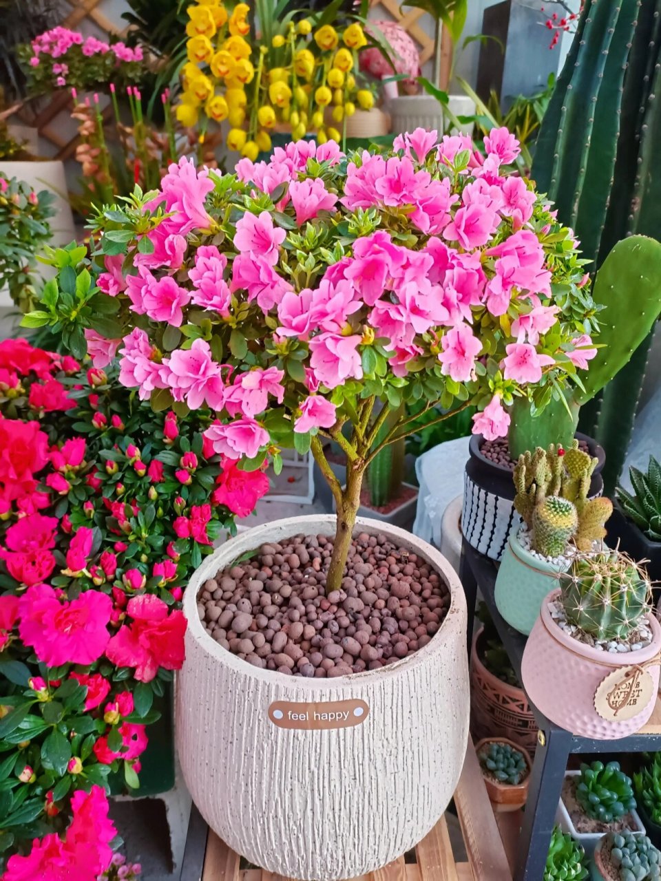 推荐99种植物的第十八种:腊皮杜鹃 腊皮杜鹃,别称东洋杜鹃,产自日本