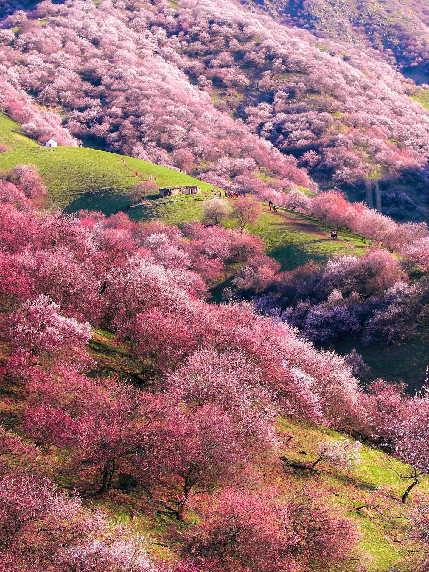 吐尔根杏花沟攻略推荐