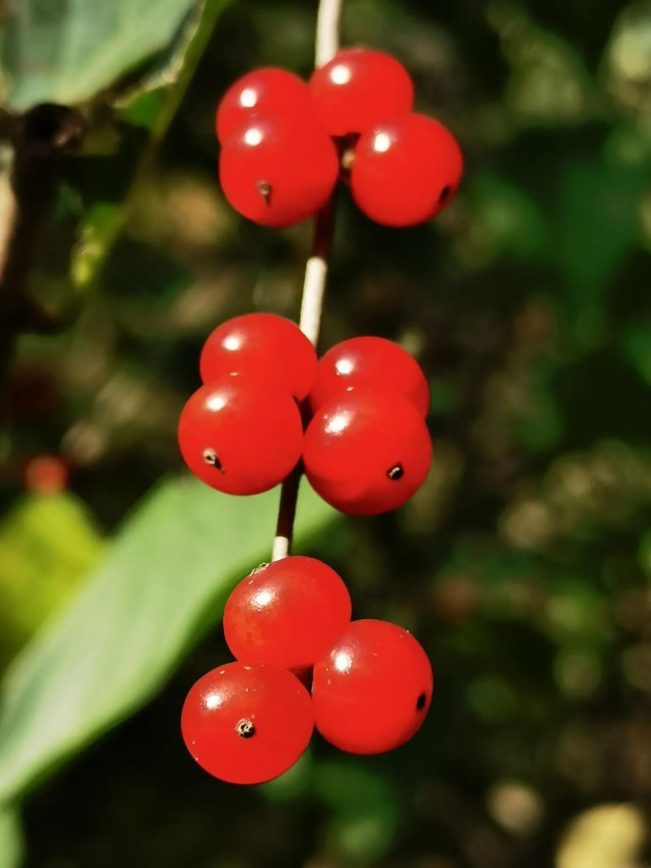 秋日随拍 金银忍冬
