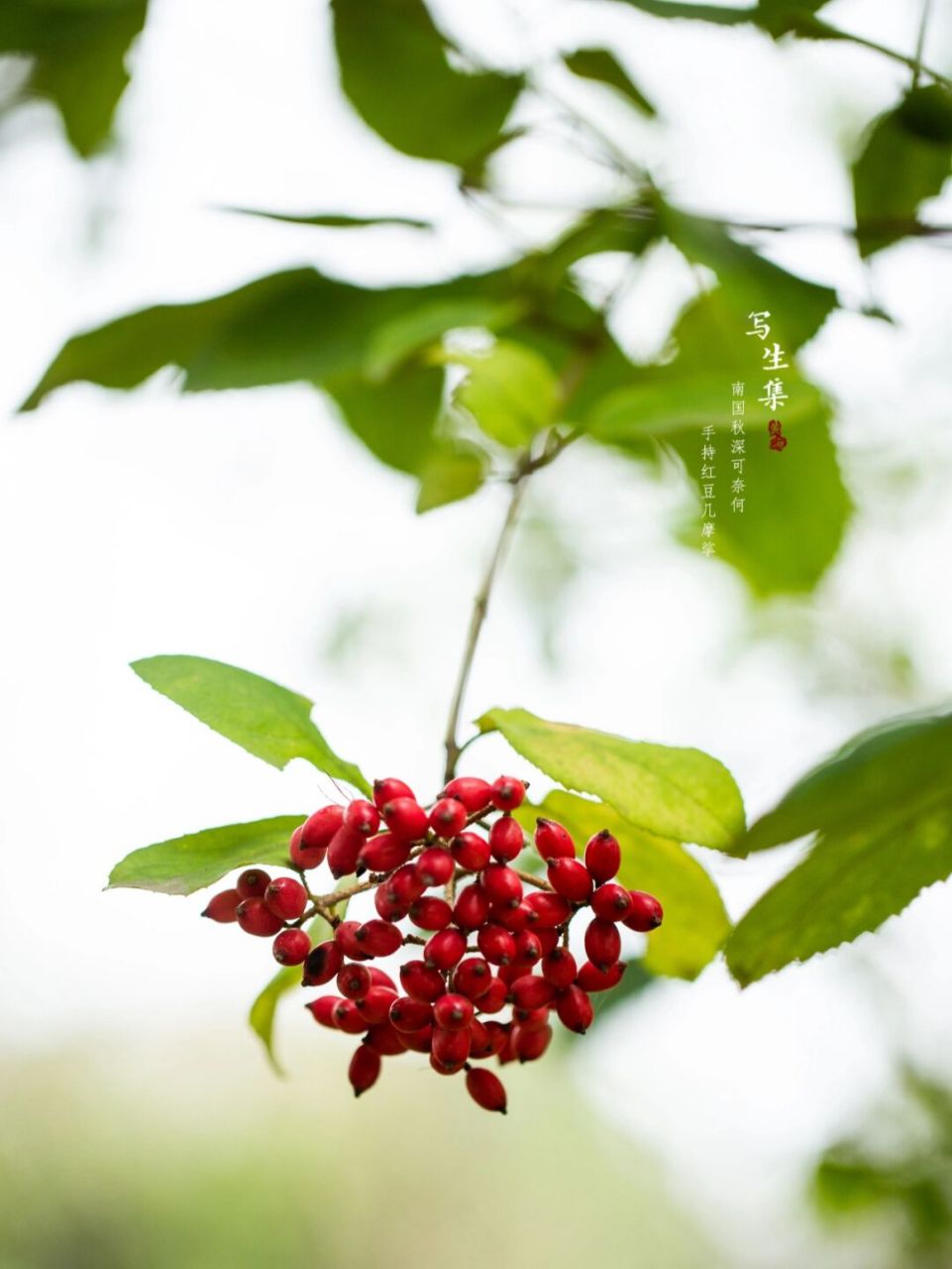 琼花果实图片图片