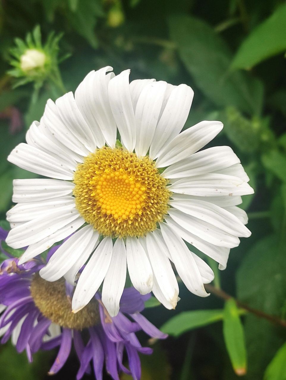 白菊花代表什么图片