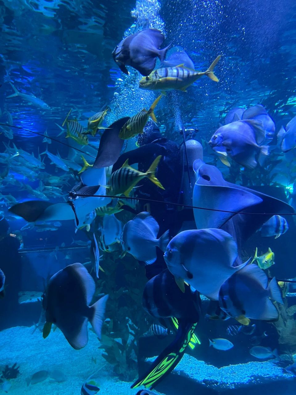 距离沈阳最近的海洋乐园77沙滩水世界全攻略 家里有娃的小伙伴们