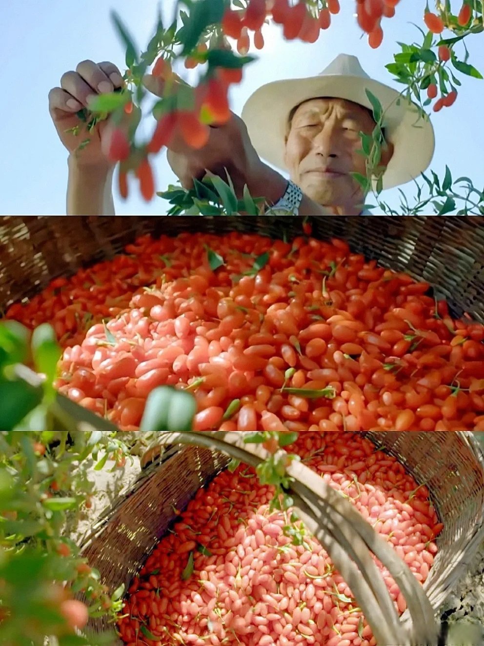 一共两季,每一集的名字都很好听 "怠 本草中国》纪录片