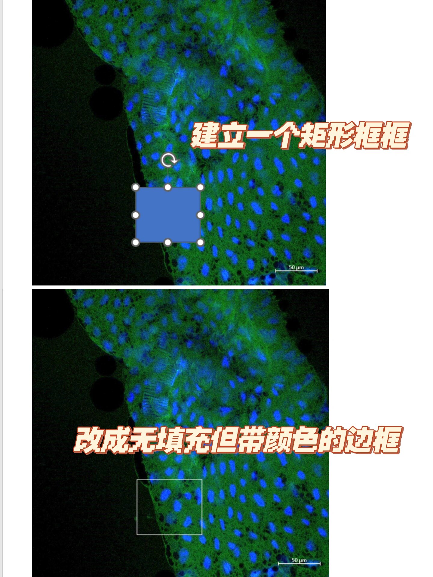 科研作图篇:用ppt做局部放大图 ps和imagej也能做,ppt我感觉更简单更