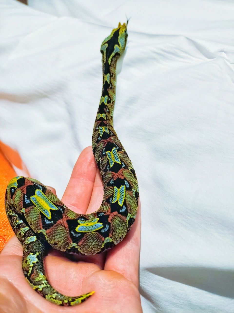 犀咝蝰蛇 来自非洲大陆的美丽毒蛇在美丽的外表下隐藏的却是致命的