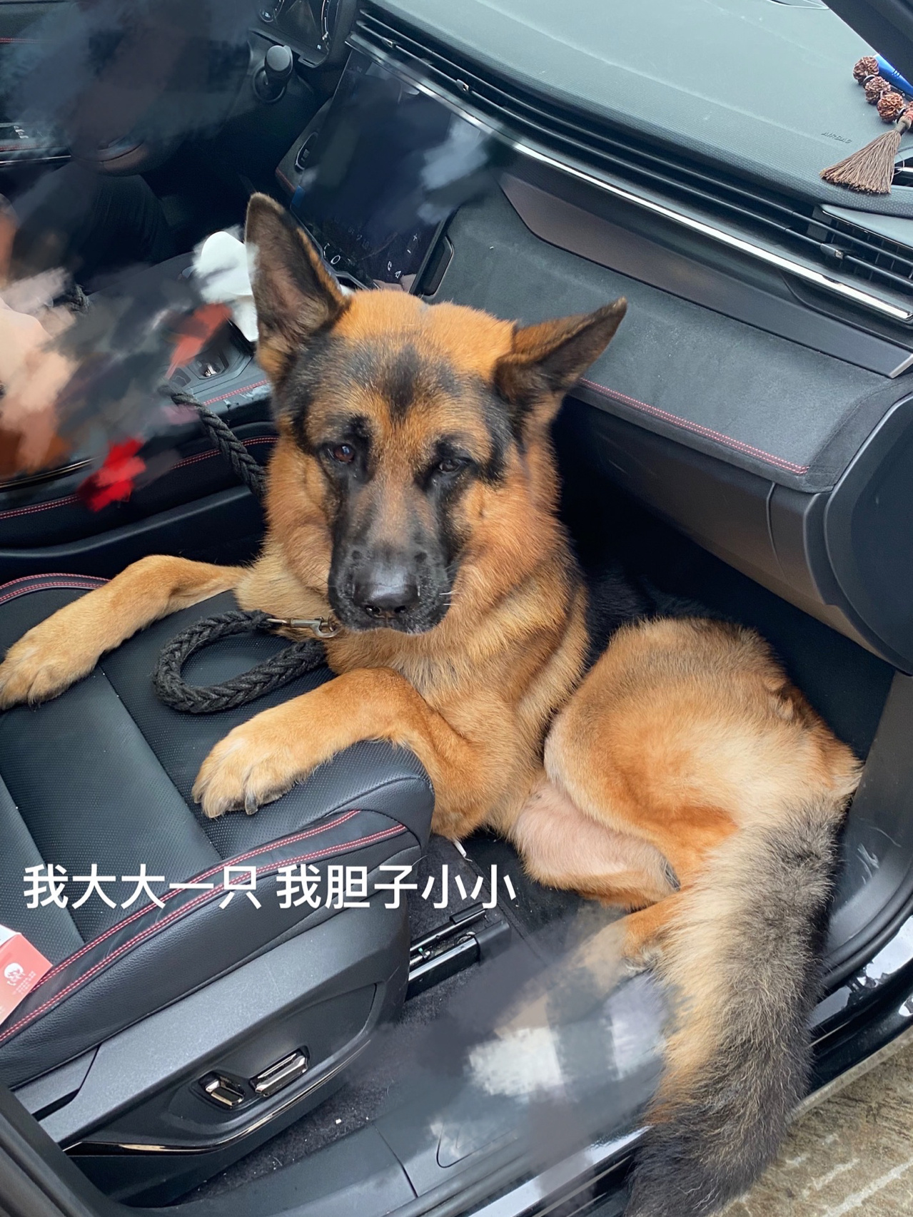 德国哈士奇 我们家的茶杯犬95 攻击力:0  防御力:0 打针如杀猪,每天