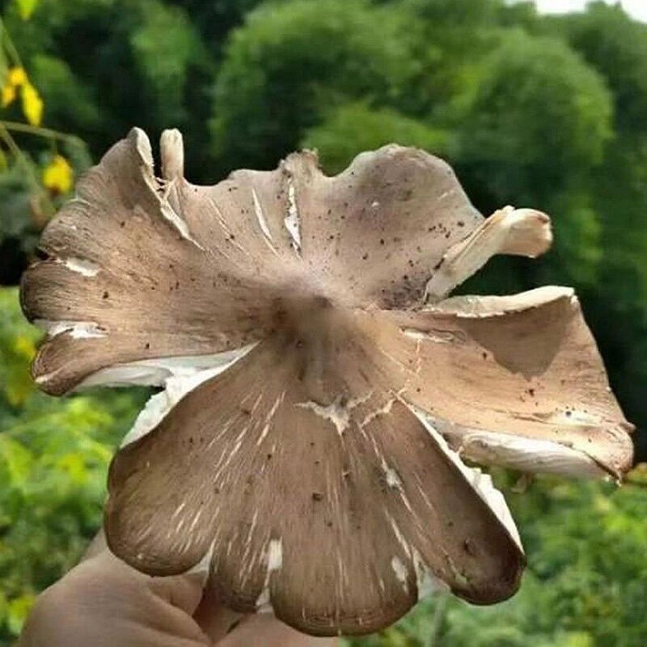 然后也很想吃小时候偶尔下雨凭运气才能捡到的伞把菇,然后百度百科写