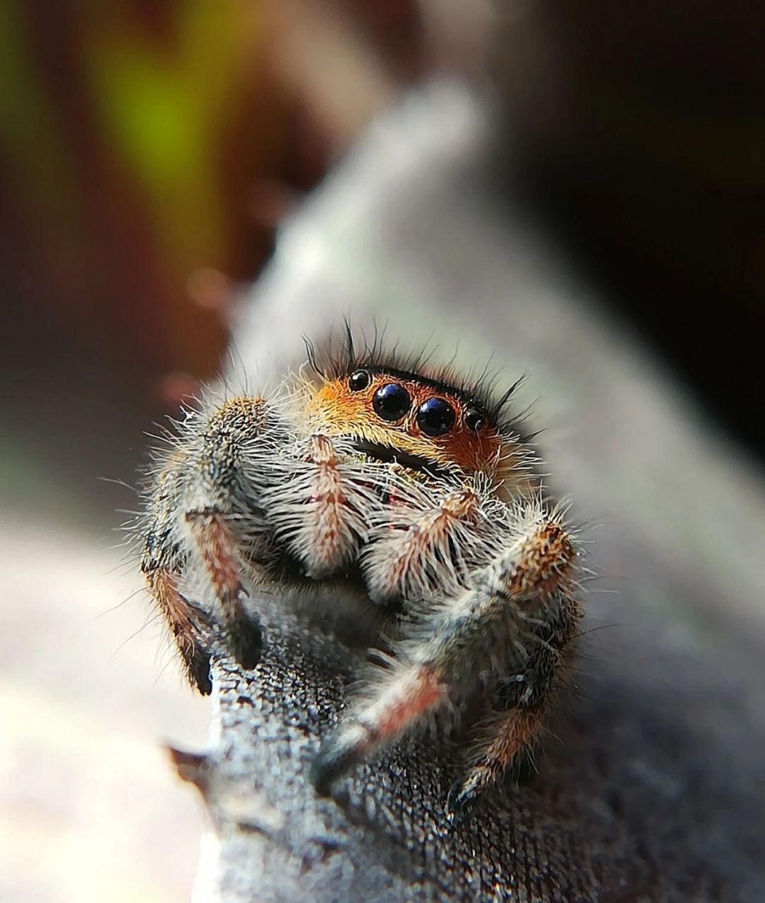 跳蛛吃什么呢02,带着问题找答案.