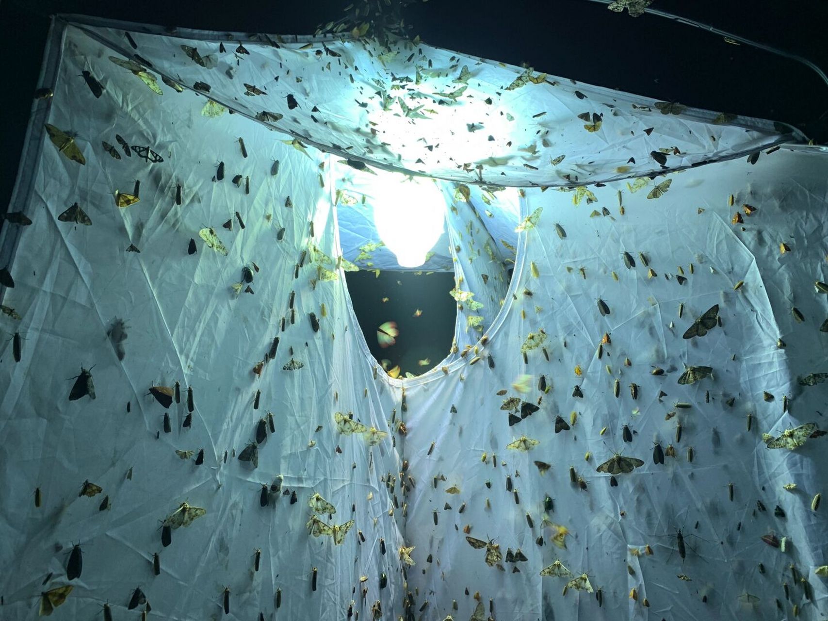 下的虫群～ 各种飞蛾疯狂扑灯[害羞]#昆虫# #扑棱蛾子# #飞蛾# #锹甲