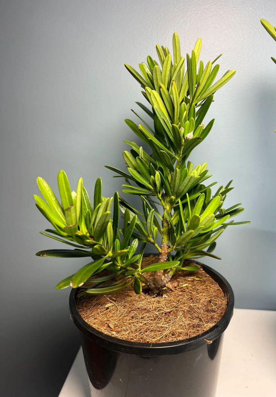 名贵品种—金钻罗汉松#悉尼绿植🪴 俗话说得好,"家有罗汉松,一世不