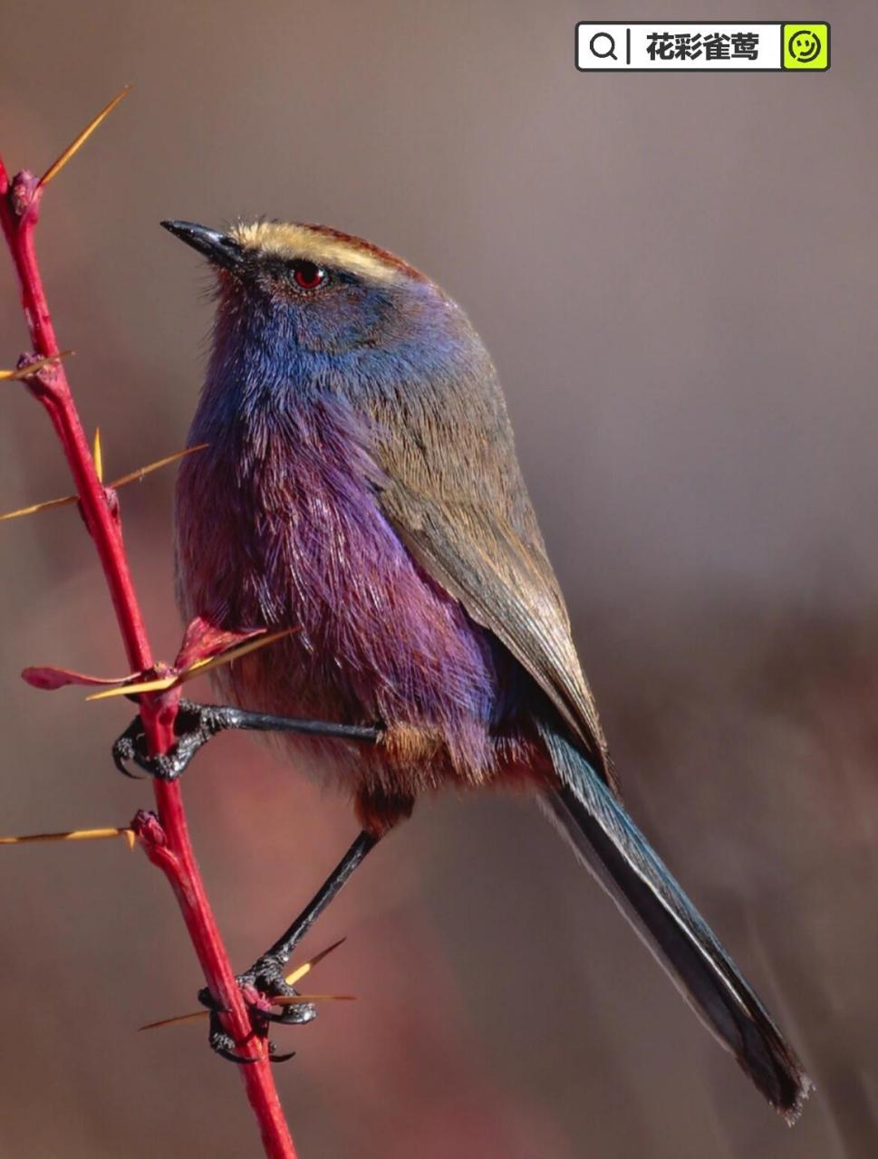 世界上最美的雀|花彩雀莺 中文学名:花彩雀莺 外文名:white-browed