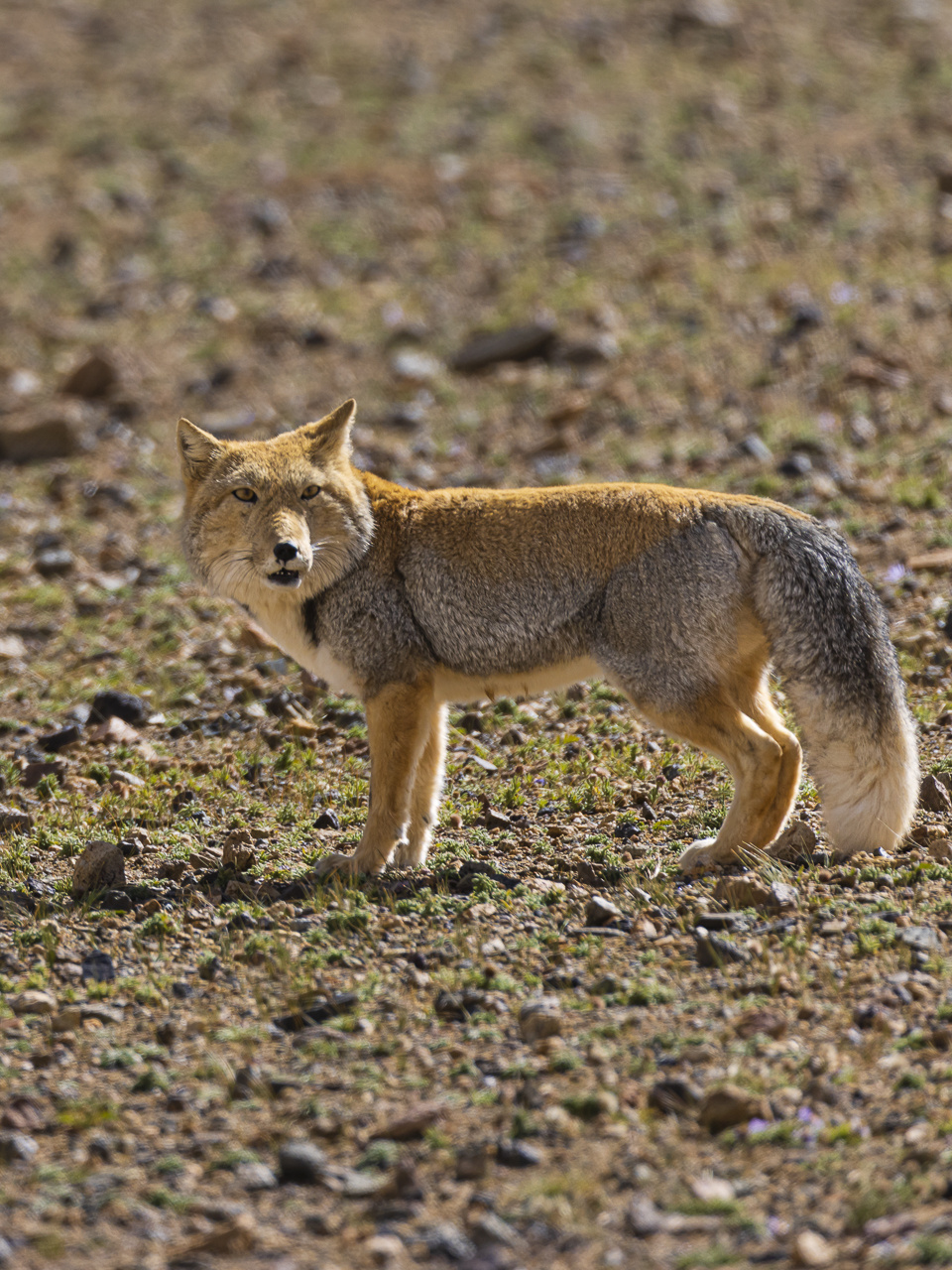 藏语发音"bei四声" 在草原上容易见到的是藏狐,大方脸,表情耐人寻味