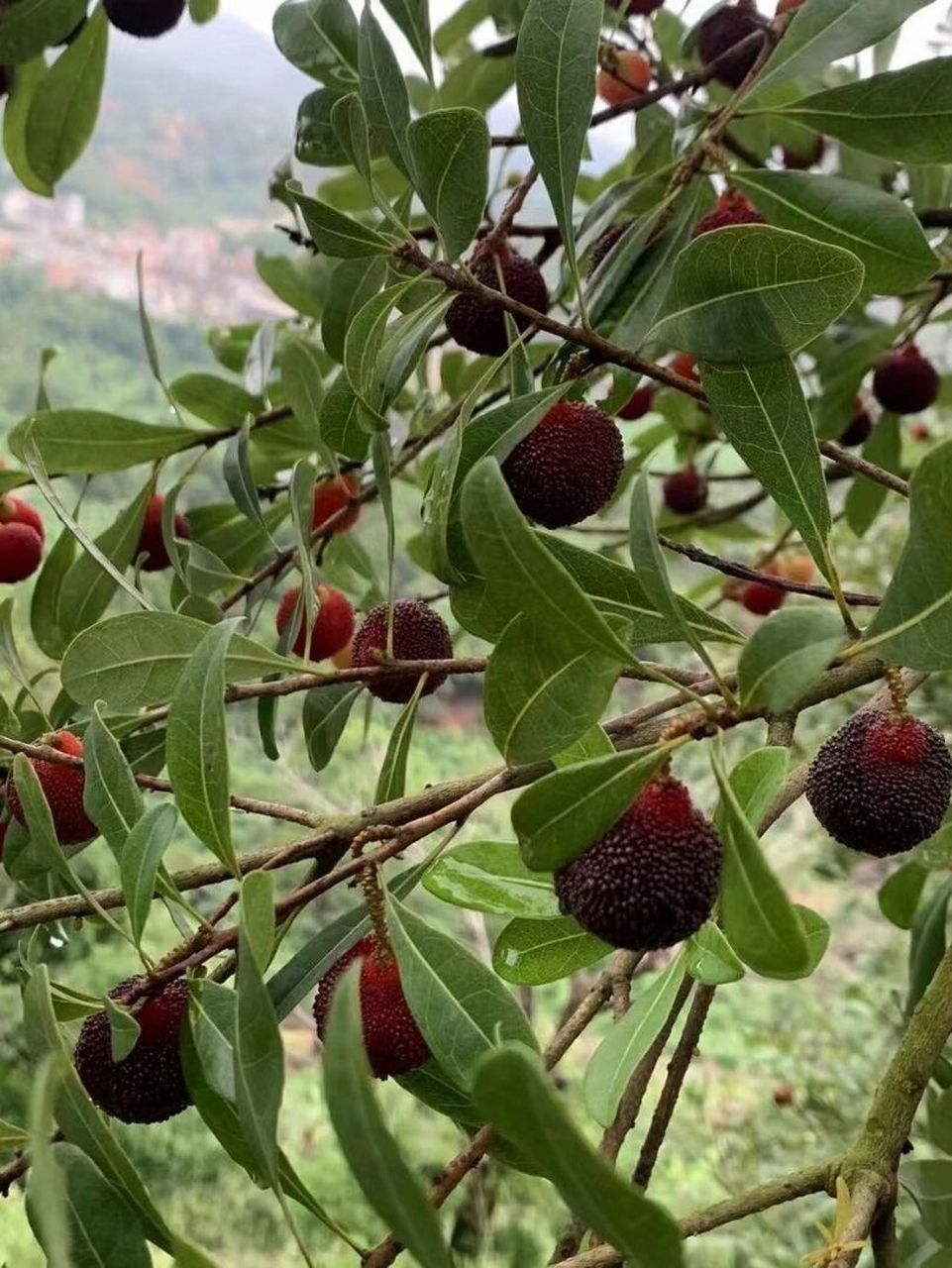 乌苏杨梅介绍图片