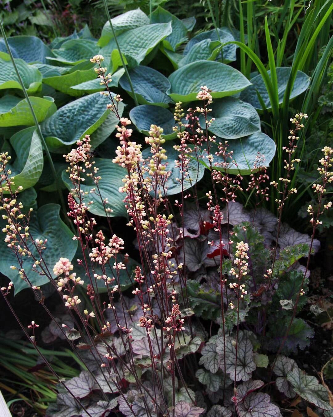 玉簪---好看又耐寒,北方花园地栽必选00 玉簪为多年生宿根草本花卉